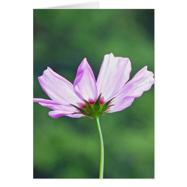 コスモス (正面)