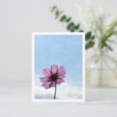 コスモス フラワー：日本 ポストカード (スタンド正面)