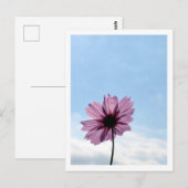 コスモス フラワー：日本 ポストカード (正面/裏面)