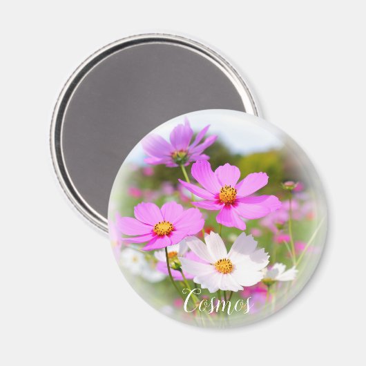 コスモス マグネット (正面/裏面)
