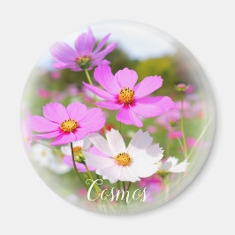 コスモス マグネット