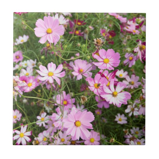 コスモス（Bidens Formosa） カークウッド タイル (正面)