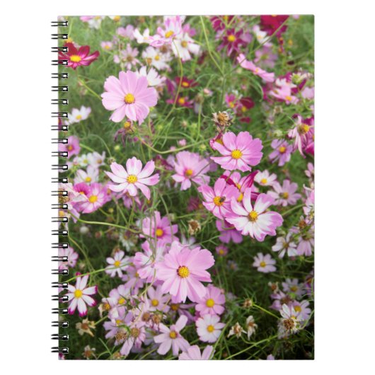 コスモス(Bidens Formosa) カークウッド ノートブック (正面)