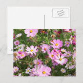 コスモス（Bidens Formosa） カークウッド ポストカード (正面/裏面)