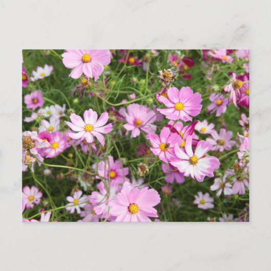 コスモス（Bidens Formosa） カークウッド ポストカード (正面)