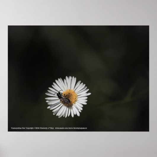 コスモポリタンビー ポスター (正面)