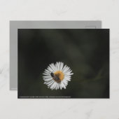 コスモポリタンビー ポストカード (正面/裏面)