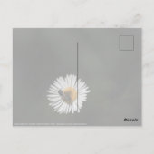 コスモポリタンビー ポストカード (裏面)