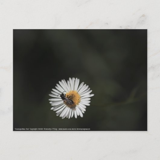 コスモポリタンビー ポストカード (正面)