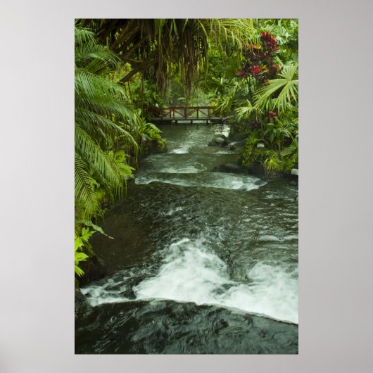 コスラリカドリーム ポスター (正面)