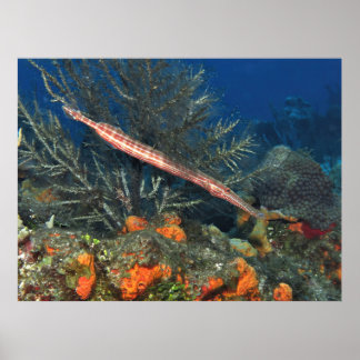 コズメルのトランペトフィッシュ ポスター