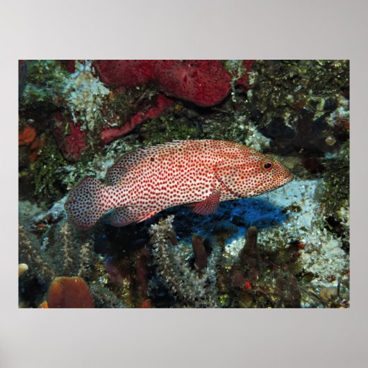 コズメルグレースビー ポスター (正面)