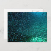 コズメルメキシコ ポストカード (正面/裏面)