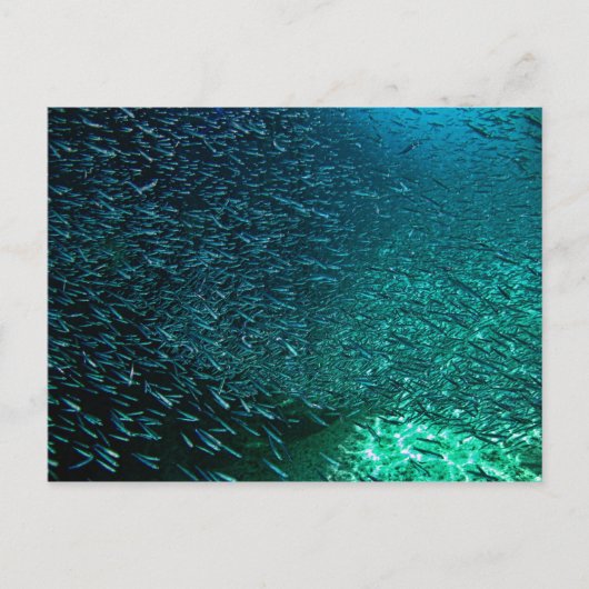 コズメルメキシコ ポストカード (正面)