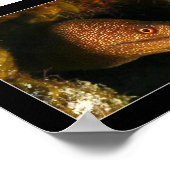 コズメル – モレイウナギ ポスター (角)