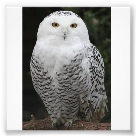 コダックプロフェッショナルフォト紙（サテン） フォトプリント            (正面)