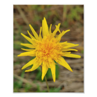 コダックプロフェッショナルフォト紙(Satin)フォトエンラー フォトプリント