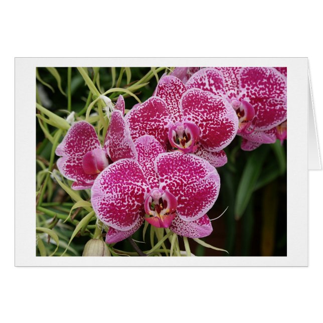 コチョウラン (正面横)