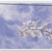 コチョウラン シール (正面)