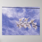 コチョウラン ポスター (正面)