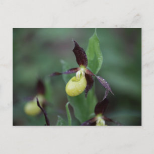 コチョウラン(Cypripedium calceolus) ポストカード