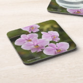 コチョウランSchilleriana コースター (左側)