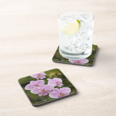 コチョウランSchilleriana コースター (右側)