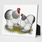 コチンコロンビアバンタム フォトプラーク (側面)