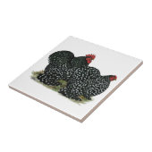 コチン斑の鶏 タイル (側面)