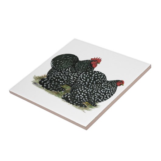 コチン斑の鶏 タイル (側面)