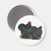 コチン斑の鶏 マグネット (正面/裏面)