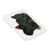 コチン斑の鶏 マグネット (右側)