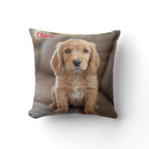 コッよくはしゃぐカースパニエル犬