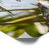 コッカティエルのペア ポスター (角)