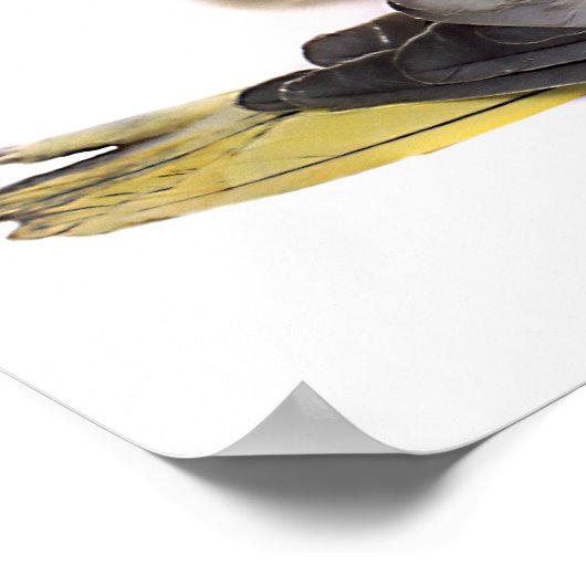 コッカティエ ポスター (角)