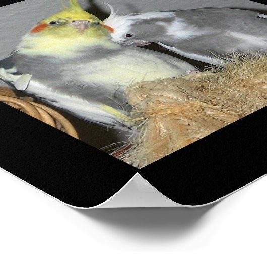 コッカティエ ポスター (角)