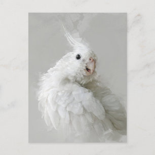 コッカティエ,鳥,かわいらし,ペット,愛らしい,かわいい,コロ ポストカード