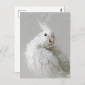 コッカティエ,鳥,かわいらし,ペット,愛らしい,かわいい,コロ ポストカード (正面/裏面)