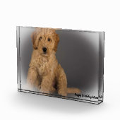 コッカプー犬. フォトブロック (右)
