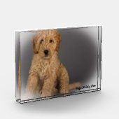 コッカプー犬. フォトブロック (左)