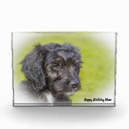 コッカプー犬. フォトブロック