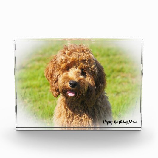 コッカプー犬. フォトブロック (正面)