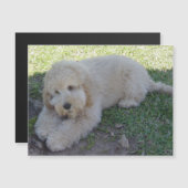コッカプー 子犬 犬 かわいい 動物 ペット おもろい マグネット (正面/裏面)