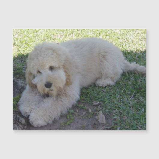 コッカプー 子犬 犬 かわいい 動物 ペット おもろい マグネット (正面)