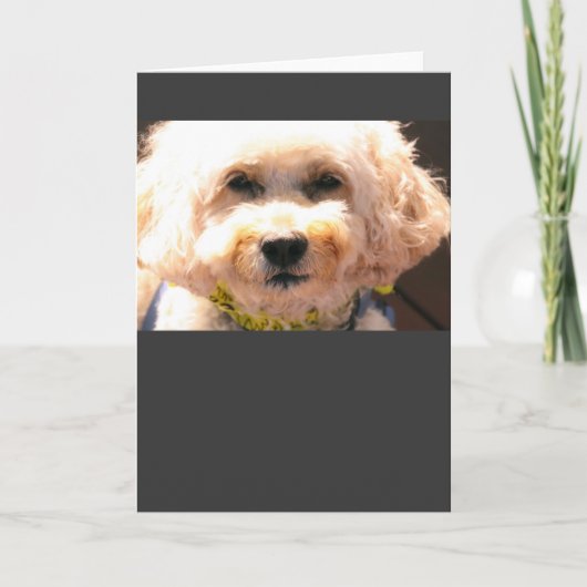 コッカポ カード (正面)