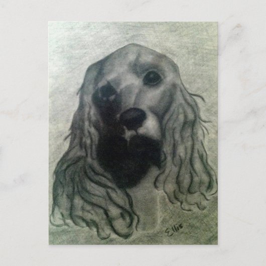 コッカースケッチクレア ポストカード (正面)