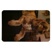 コッカースパニエルの磁石 マグネット (横)