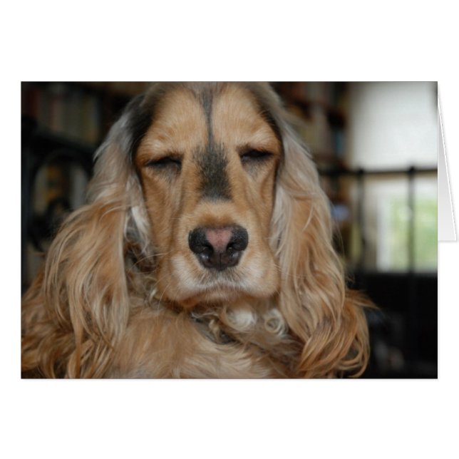 コッカースパニエル犬すし (正面横)