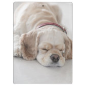 コッカースパニエル犬の睡眠 クリップボード (裏面)