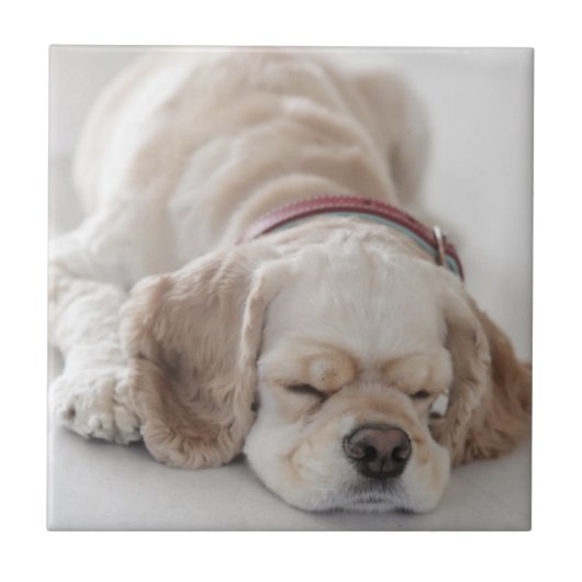 コッカースパニエル犬の睡眠 タイル (正面)